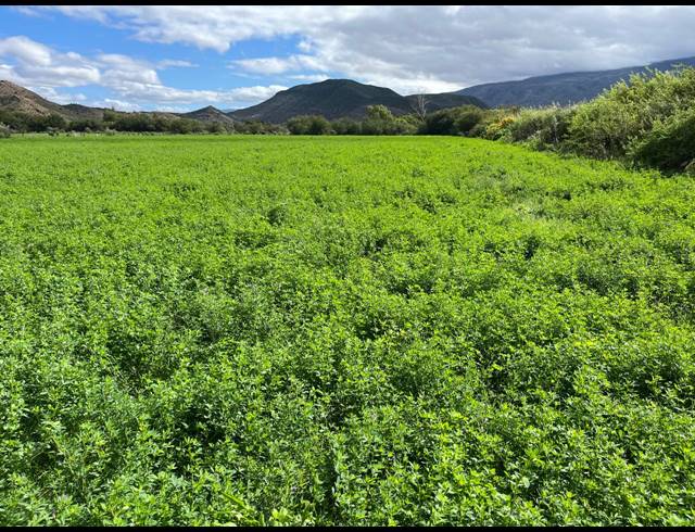 338HA FARM FOR SALE IN LADISMITH RURAL